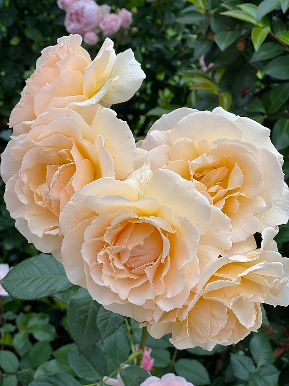 ユニバーサルスタジオジャパンの綺麗な薔薇のお花達