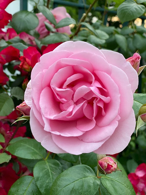 ユニバーサルスタジオジャパンの綺麗な薔薇のお花