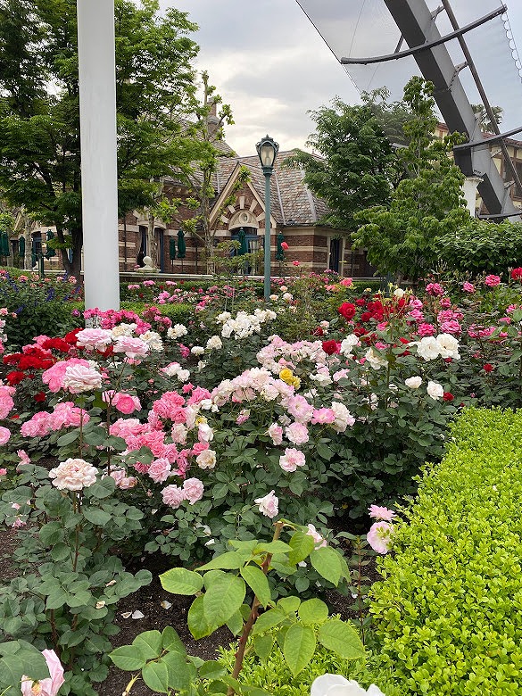 USJ　の　綺麗なお花の写真