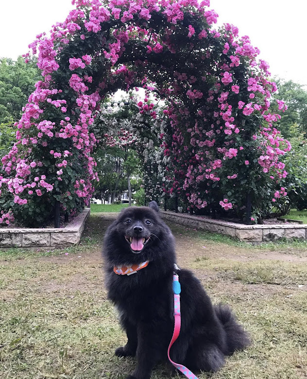 中央公園薔薇のアーチとポメラニアン