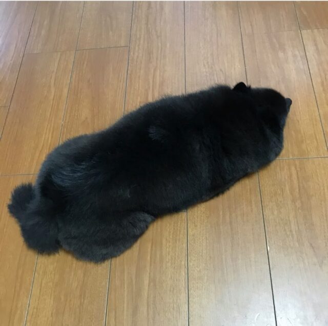 愛犬　小春　お休み中