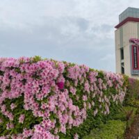 ユニバーサルスタジオジャパン（USJ）で五月のお花が咲いてきました。