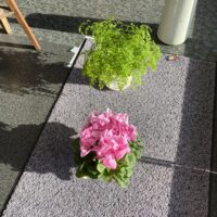 先月の社長ブログのお花たちが元気良く咲いています。