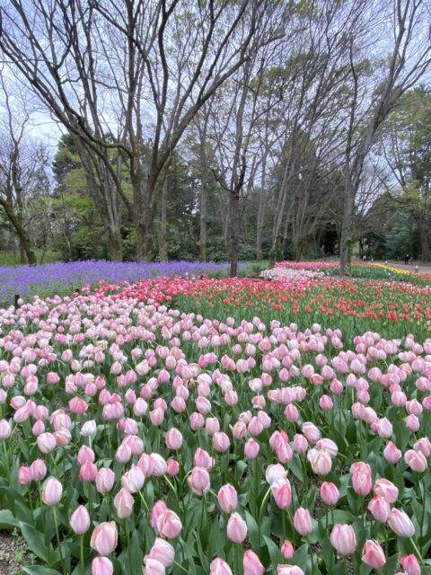 開園１００周年の京都府立京都植物園の黄色いチューリップたち