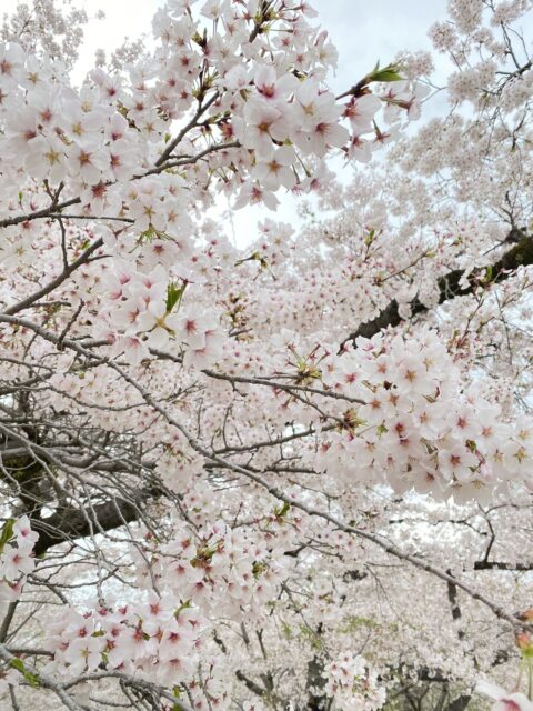 開園１００周年の京都府立京都植物園の桜　１