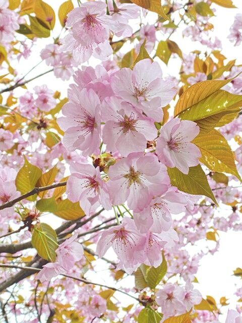 開園１００周年の京都府立京都植物園のサトザクラ