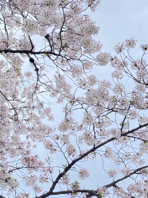 開園１００周年の京都府立京都植物園のソメイヨシノ　１