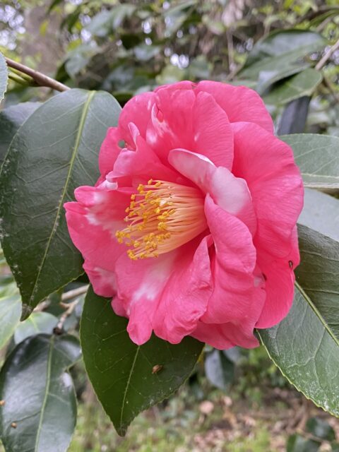 開園１００周年の京都府立京都植物園のやぶつばき