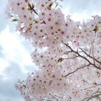 今年で１００周年の京都府立京都植物園に行ってきました。