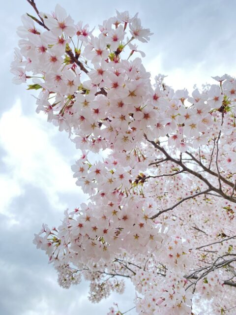 開園１００周年の京都府立京都植物園の桜
