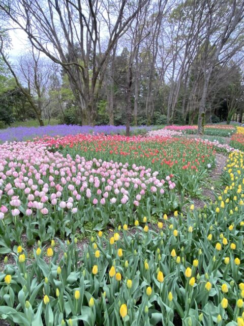 開園１００周年の京都府立京都植物園の黄色いチューリップ畑