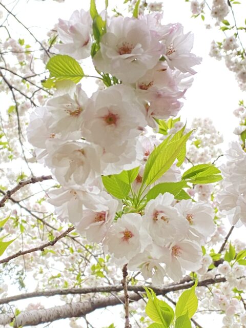 開園１００周年の京都府立京都植物園のサトザクラ　２