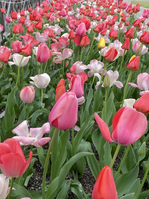 開園１００周年の京都府立京都植物園のチューリップ