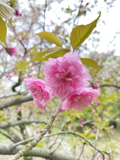 開園１００周年の京都府立京都植物園のサトザクラ　６