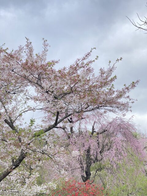 開園１００周年の京都府立京都植物園のソメイヨシノ　２