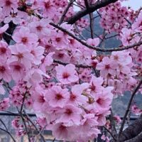 桜が咲きましたね