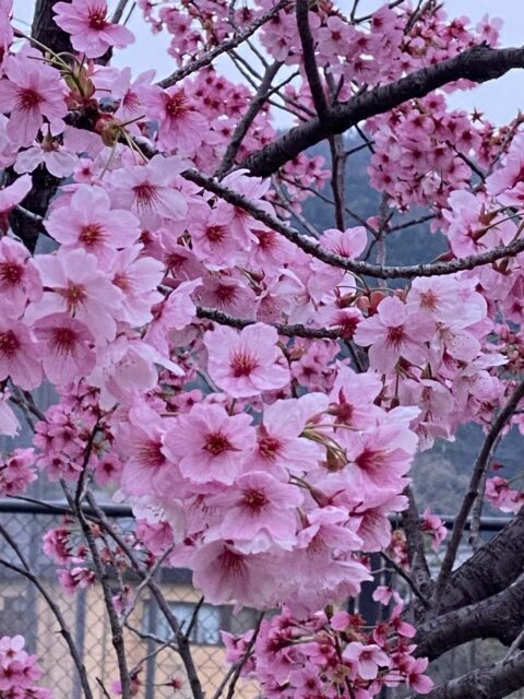 桜が咲きましたね