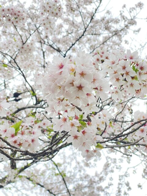 開園１００周年の京都府立京都植物園のソメイヨシノ　５