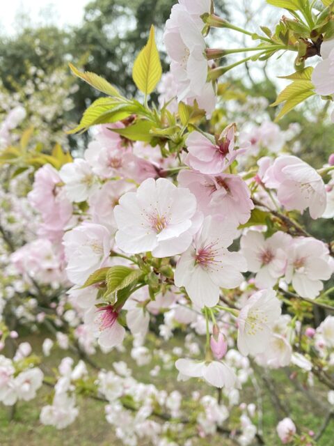 開園１００周年の京都府立京都植物園のサトザクラ　３