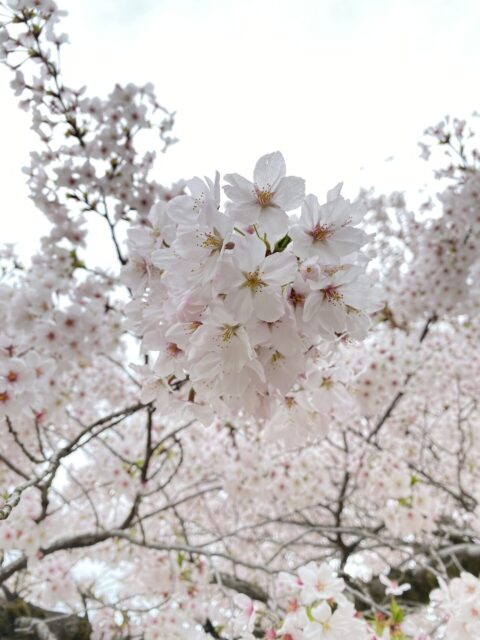 開園１００周年の京都府立京都植物園のソメイヨシノ