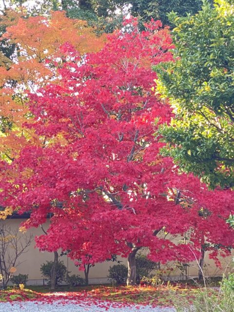 盧山寺　秋　庭園　紅葉　写真　