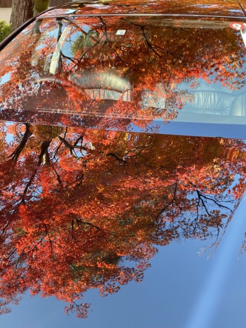 盧山寺　紅葉　クラウン　画像