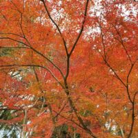 桐箪笥の社長ブログ　今年も最後の月になりました。