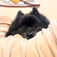桐たんすの社長ブログ　大阪も寒い日が続いています。