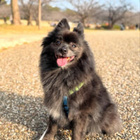 桐たんす社長ブログ　愛犬こはるちゃんの近況です。