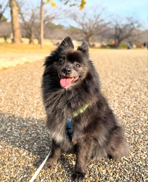 愛犬こはるちゃん　田中家具製作所