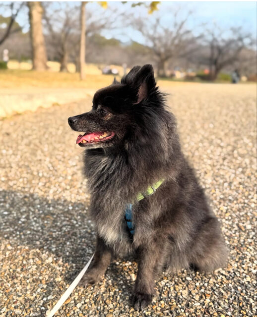 愛犬こはるちゃん横顔　田中家具製作所