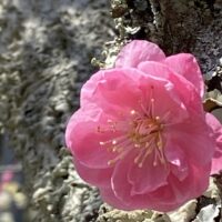桐箪笥の社長ブログ　ブログ更新してなくてご心配をおかけいたしました。