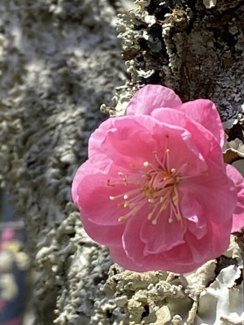 2025　梅のお花　田中家具製作所
