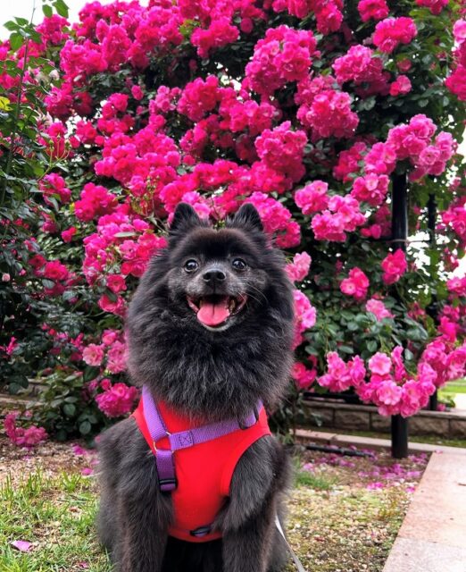 きりたんすの社長ブログ　近くの岸和田市中央公園の薔薇が綺麗に咲いています。