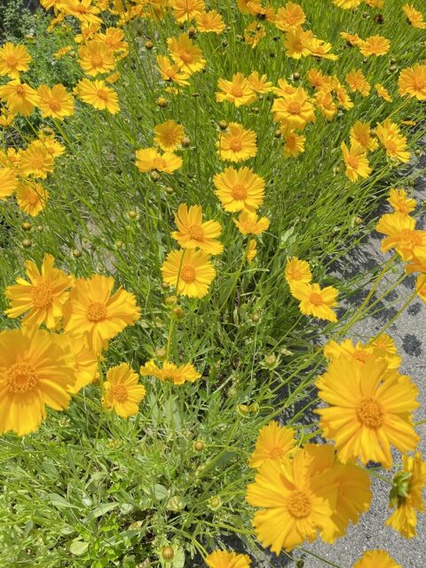 危険　オオキンケイギク　特定外来生物