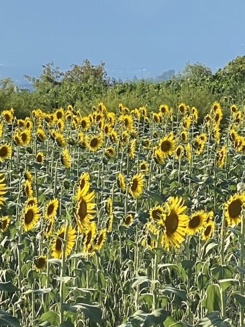 滋賀県　守山市　ひまわり畑　２０２５年　比良山系