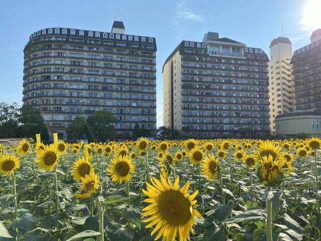 滋賀県　守山市　ひまわり畑　２０２５年　