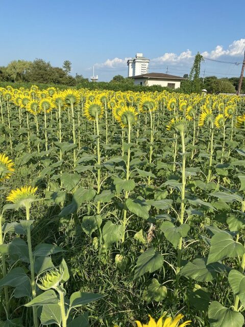 滋賀県　守山市　ひまわり後ろ姿　２０２５年　