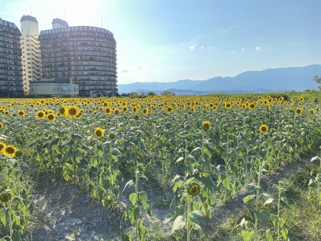 滋賀県　守山市　向日葵畑　２０２５年　比良山系