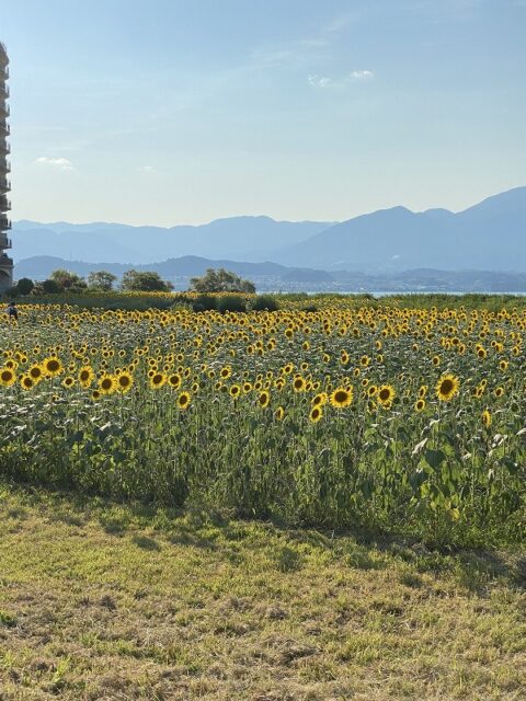 滋賀県　守山市　向日葵畑　２０２５年