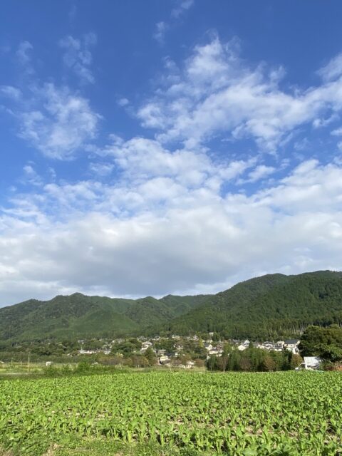 桐箪笥の社長ブログ めっきり秋の空になってきました。