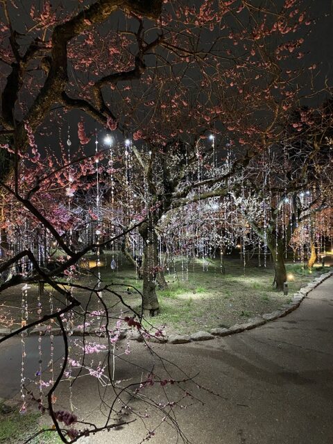北野天満宮様の 梅宴 花の庭 クリスタル 北野天満宮様の 梅宴 花の庭 クリスタル