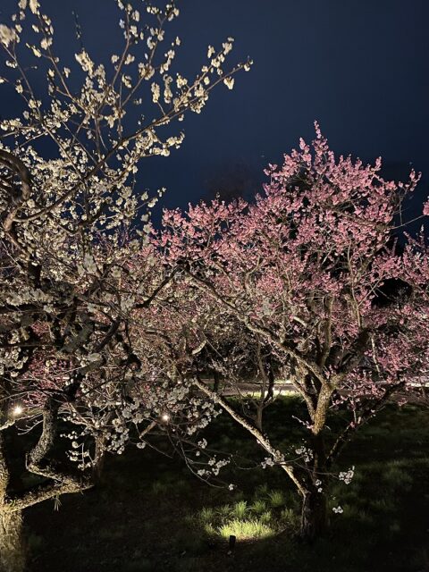 北野天満宮様の 梅宴 花の庭 梅 北野天満宮様の 梅宴 花の庭 梅
