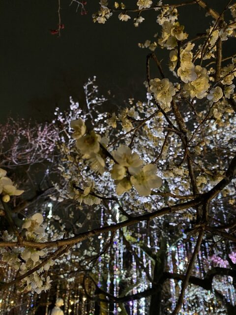 北野天満宮様の 梅宴 花の庭 梅とクリスタル 北野天満宮様の 梅宴 花の庭 梅とクリスタル