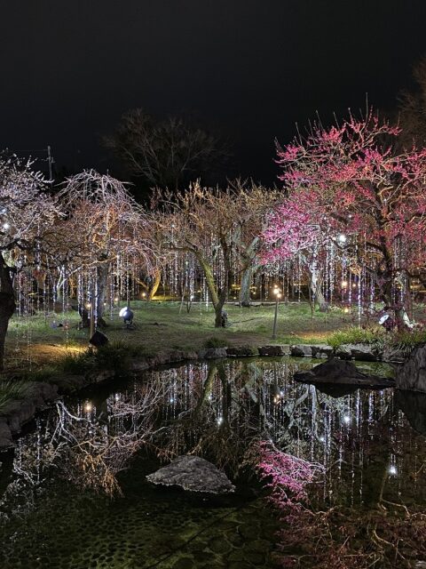 北野天満宮様の 梅宴 花の庭 北野天満宮様の 梅宴 花の庭