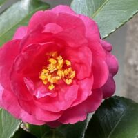 桐箪笥の社長ブログ　歩いていると綺麗なつばきのお花に目がとまりました。