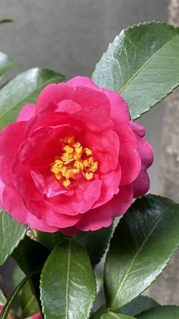 桐箪笥の社長ブログ　歩いていると綺麗なつばきのお花に目がとまりました。