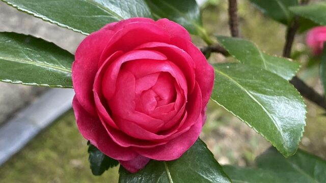 薔薇のような椿のお花 薔薇のような椿のお花