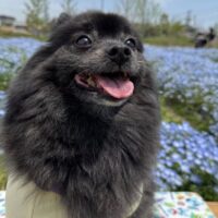 桐箪笥の社長ブログ　娘たちがいつも散歩に行ってくれます。