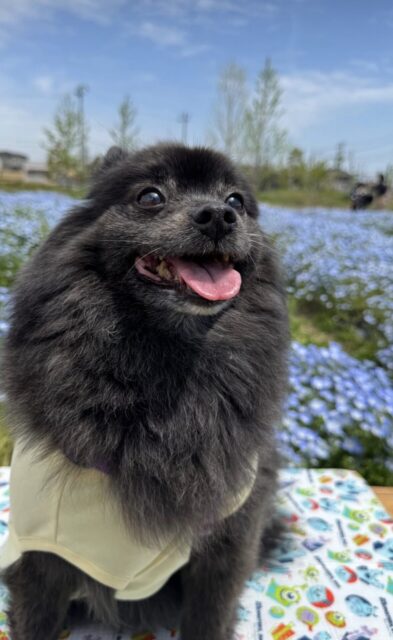 桐箪笥の社長ブログ　娘たちがいつも散歩に行ってくれます。